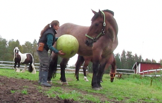 So wird mein Pferd gelassener